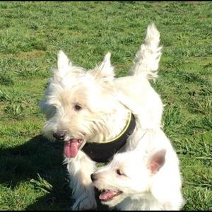 Meet your Posher, Bee